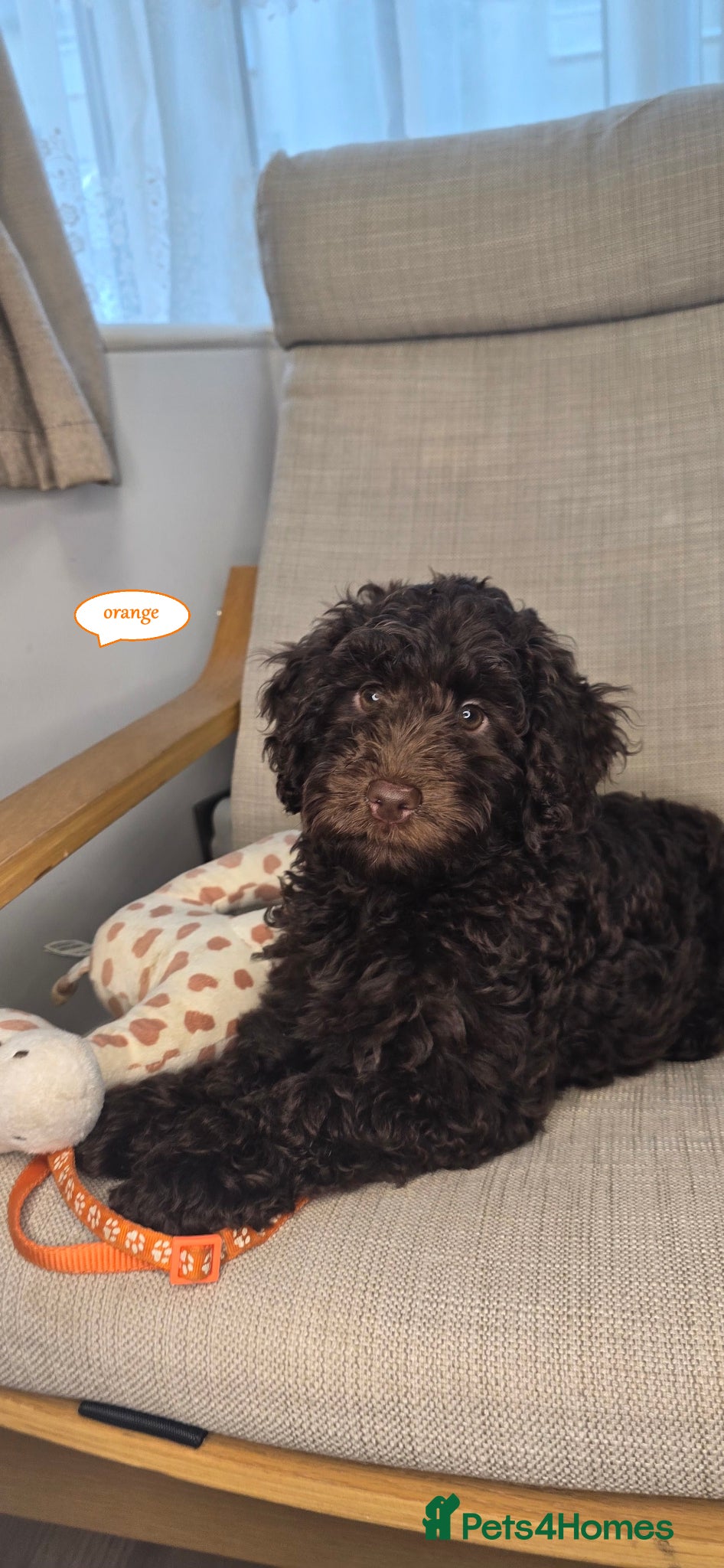 Cockapoo dogs Cockapoo F1b  Puppies ready to leave  - Advert 1