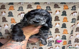 Cocker Spaniel dogs for sale: Chunky show type cocker spaniels  - Image 1