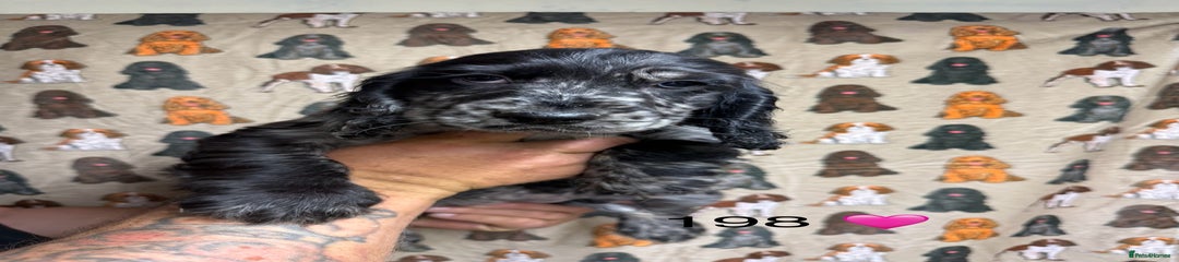 Cocker Spaniel Puppy 3
