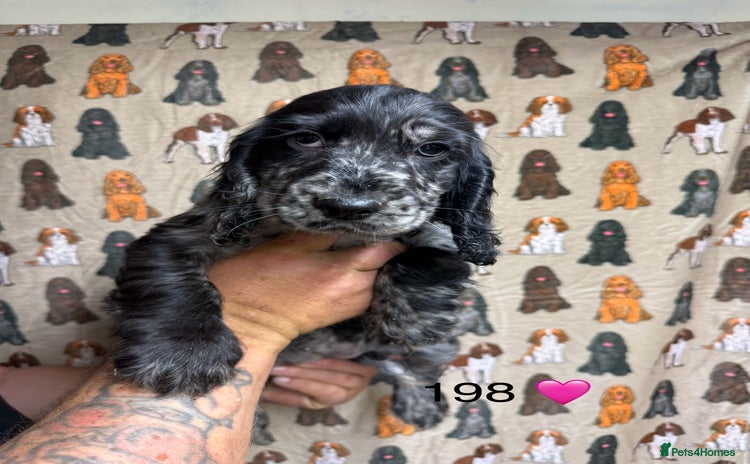Cocker Spaniel dogs - Advert 8