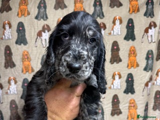 Cocker Spaniel dogs - Advert 34
