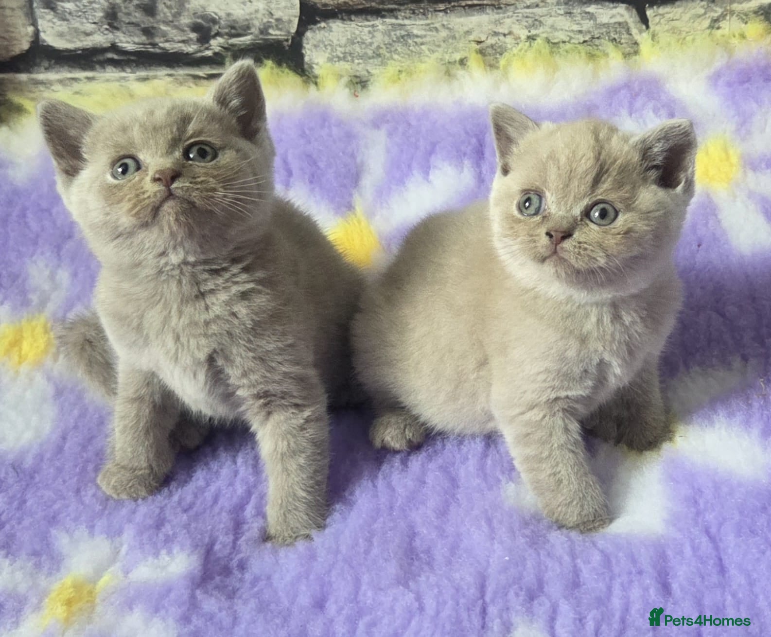 British Shorthair cats Boy and girl available  - Advert 4