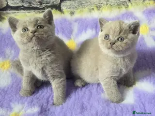 British Shorthair cats Boy and girl available - Advert 1