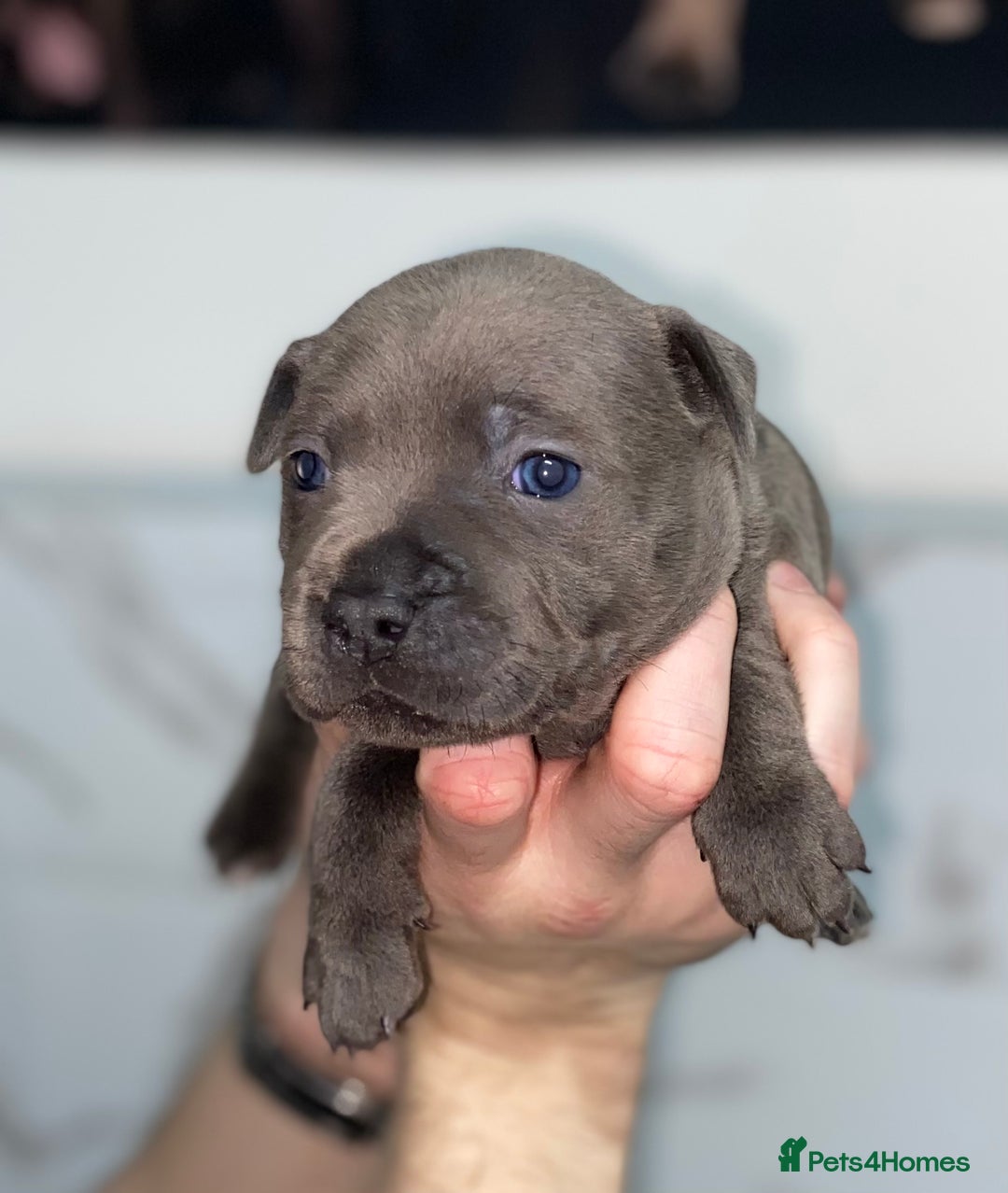 Staffordshire Bull Terrier dogs for sale: Full black Show Quality Staffy pups (Kassius Pup)  - Advert 19