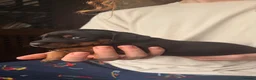 Jackshund dogs for sale: Beautiful Jackshund Puppies 2 Boys & 2 Girls 🐶❤️ in Southam - Advert 6