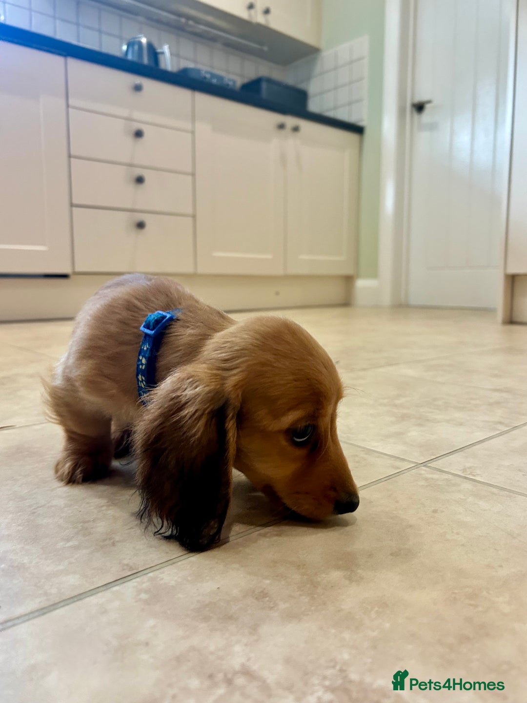 Miniature Dachshund dogs for sale:  LAST ONE - Long Haired Miniature Dachshund - Image 12