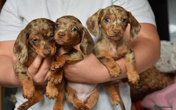 Dachshund dogs for sale: true miniature dachshund puppies ready now  - Image 12