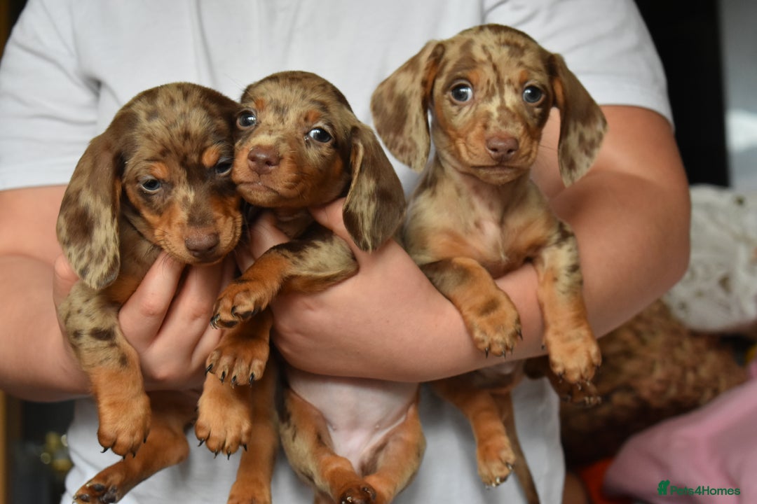 Dachshund dogs for sale: true miniature dachshund puppies ready now  - Image 12