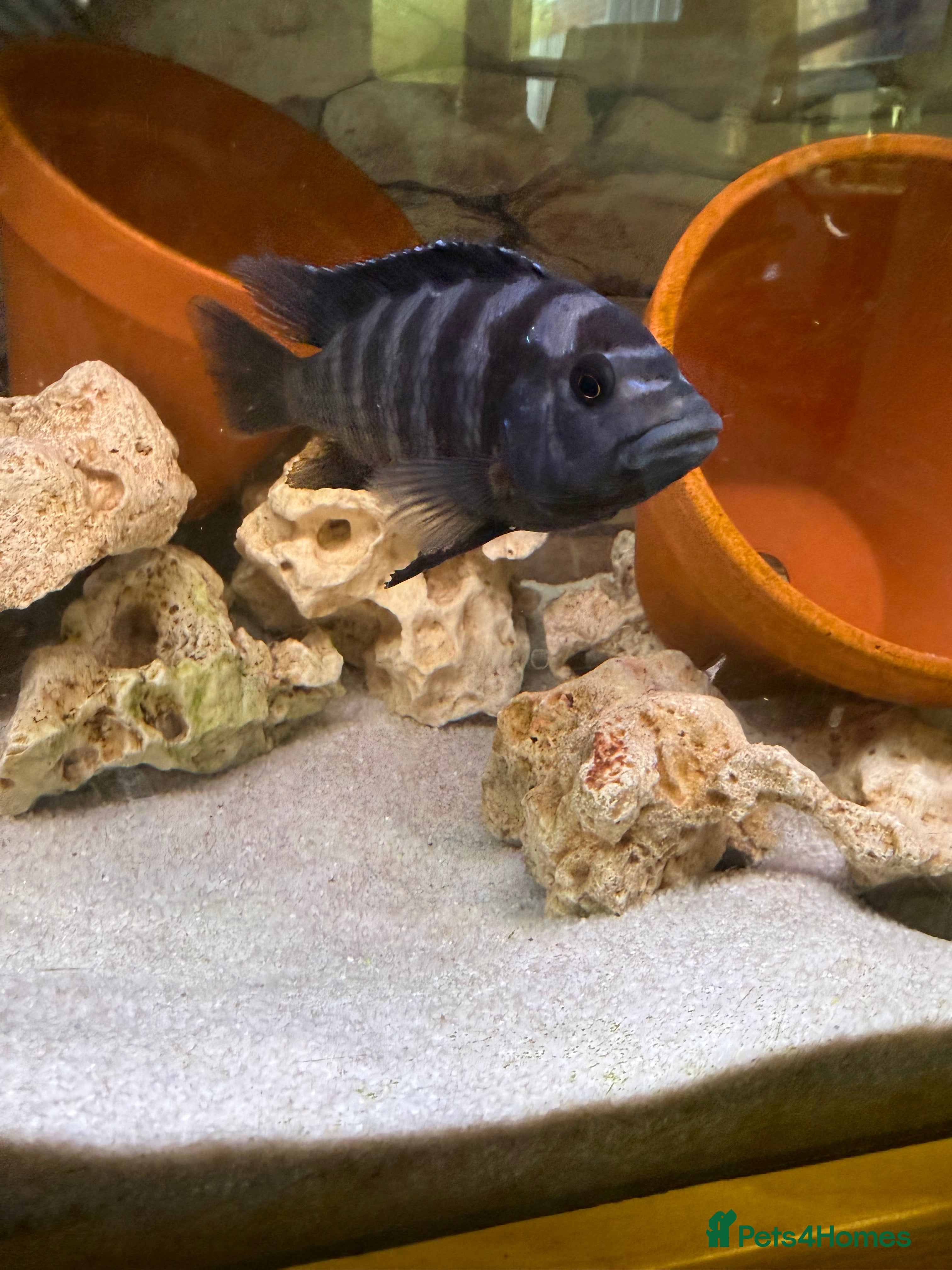 Cichlids fish Large cichlid free/swap - Advert 1