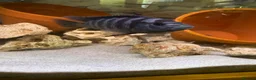 Cichlids fish for sale: Large cichlid free/swap - Advert 1