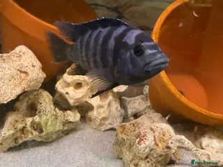 Cichlids fish Large cichlid free/swap - Advert 1