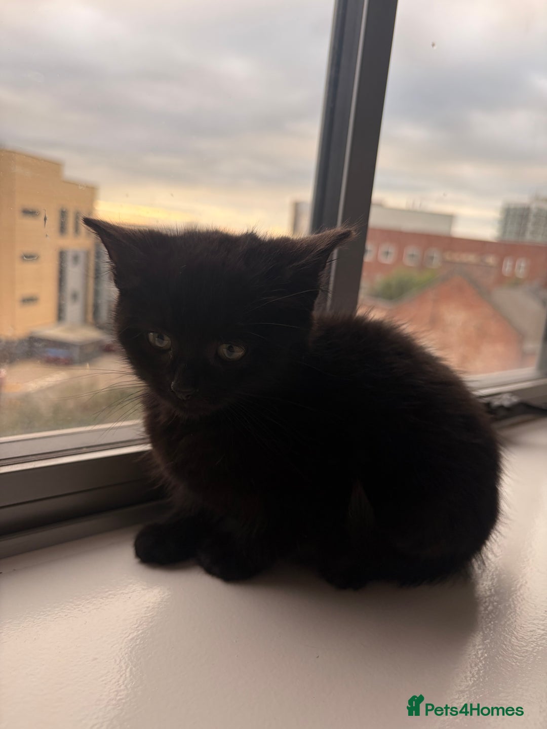 Mixed Breed cats for sale: Beautiful Mixed Kittens - Advert 4