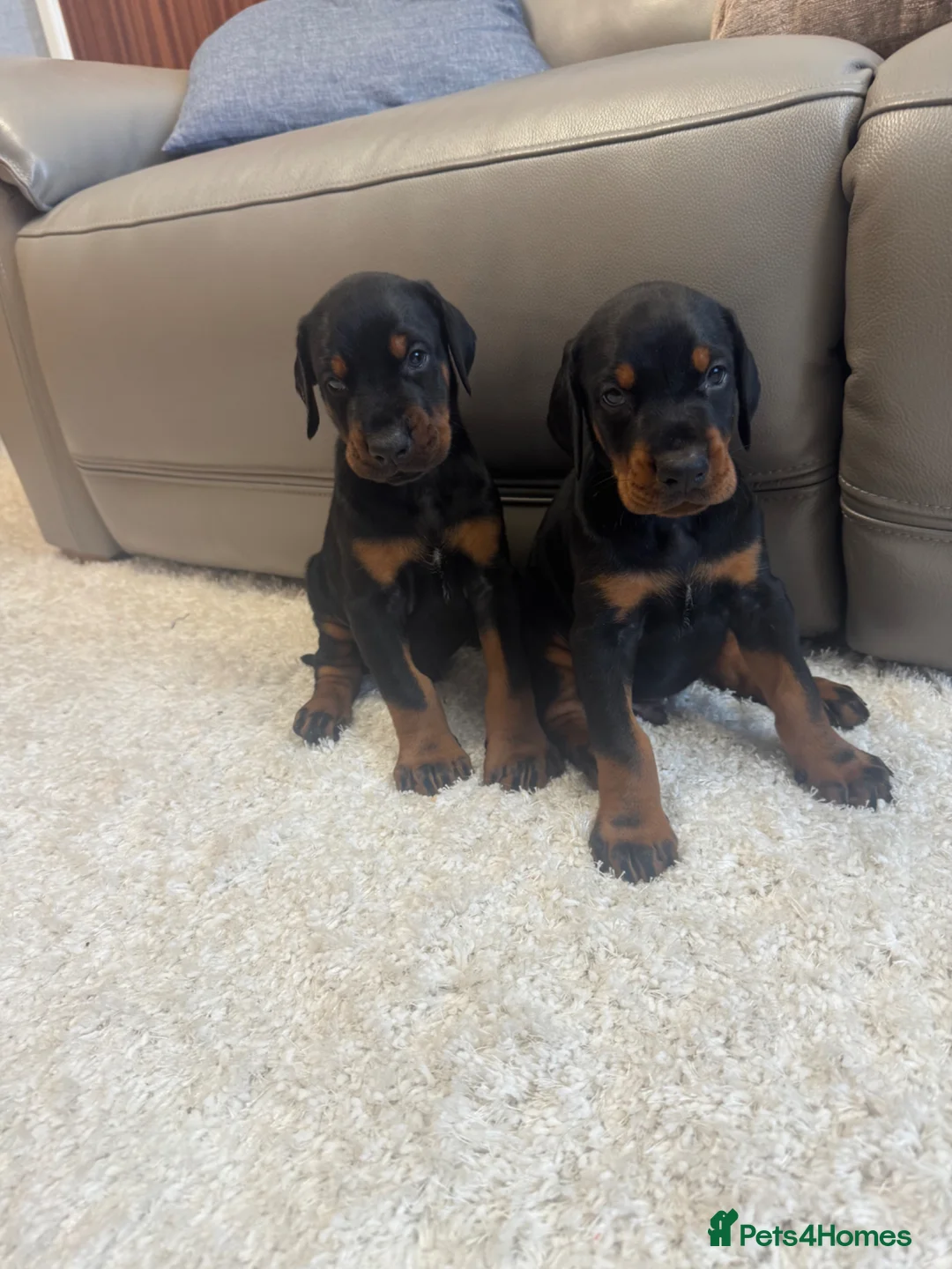 Dobermann dogs for sale:  German Dobermann puppies simply the best - Advert 1