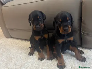 Dobermann dogs German Dobermann puppies simply the best - Advert 1