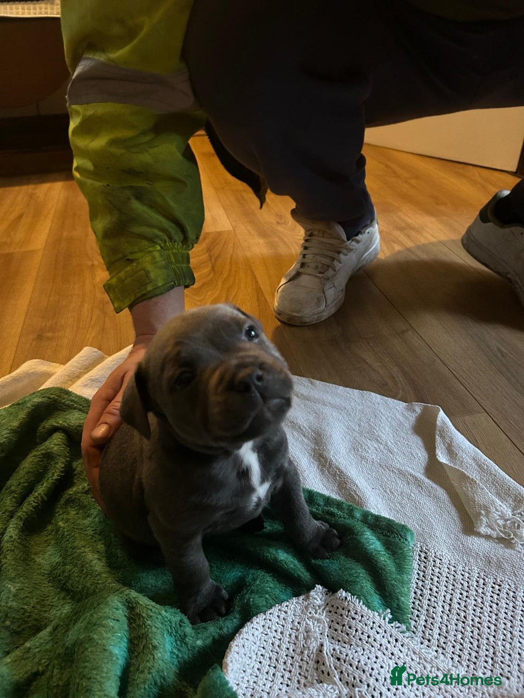 Staffordshire Bull Terrier dogs for sale: PIRO X PHARAON BLUE PUPS - Advert 20