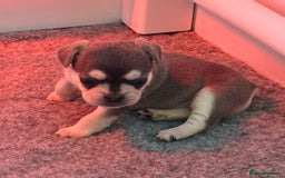 French Bulldog dogs for sale: French Bulldog Puppies - Advert 15