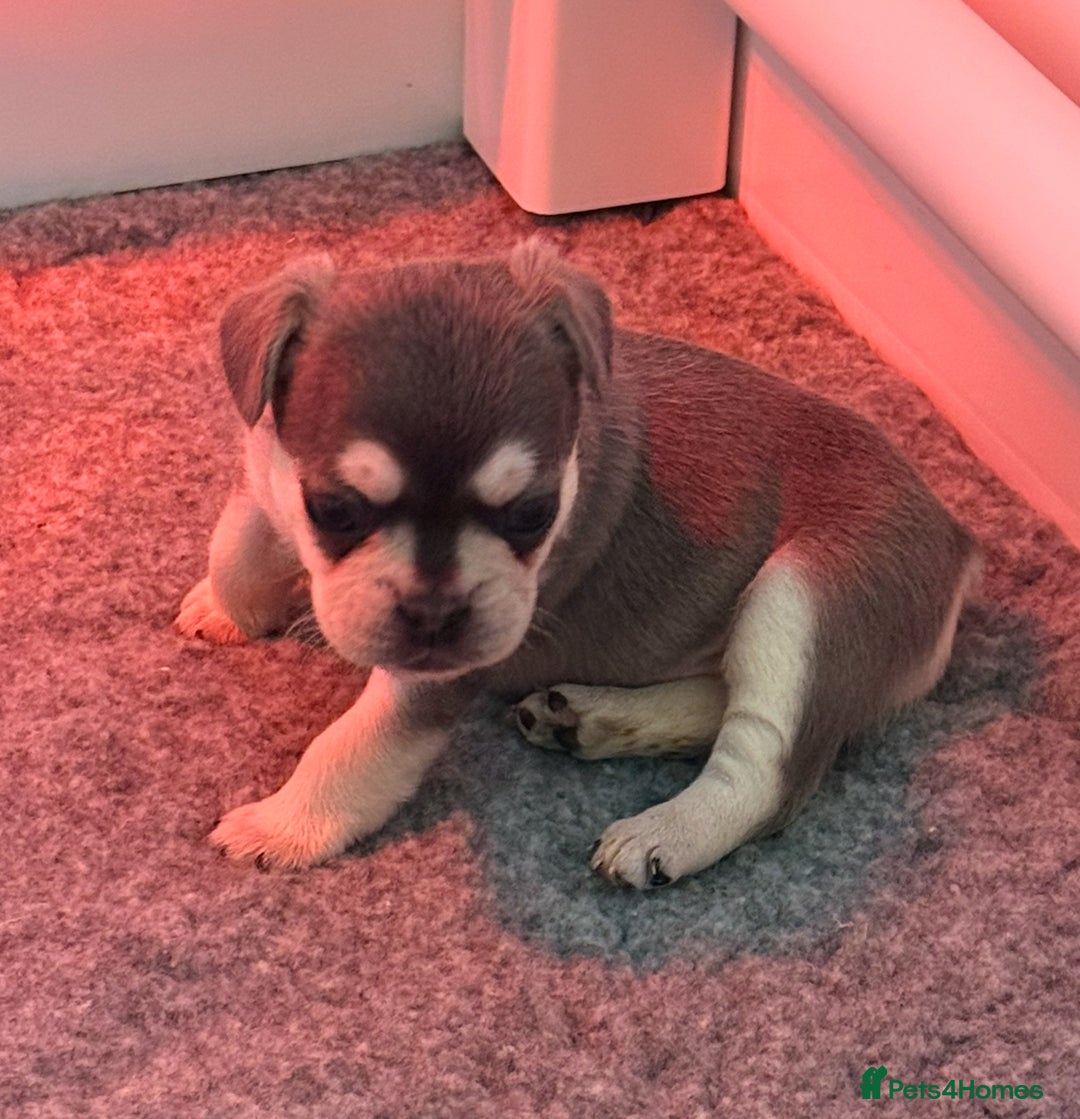 French Bulldog dogs for sale: French Bulldog Puppies - Advert 15