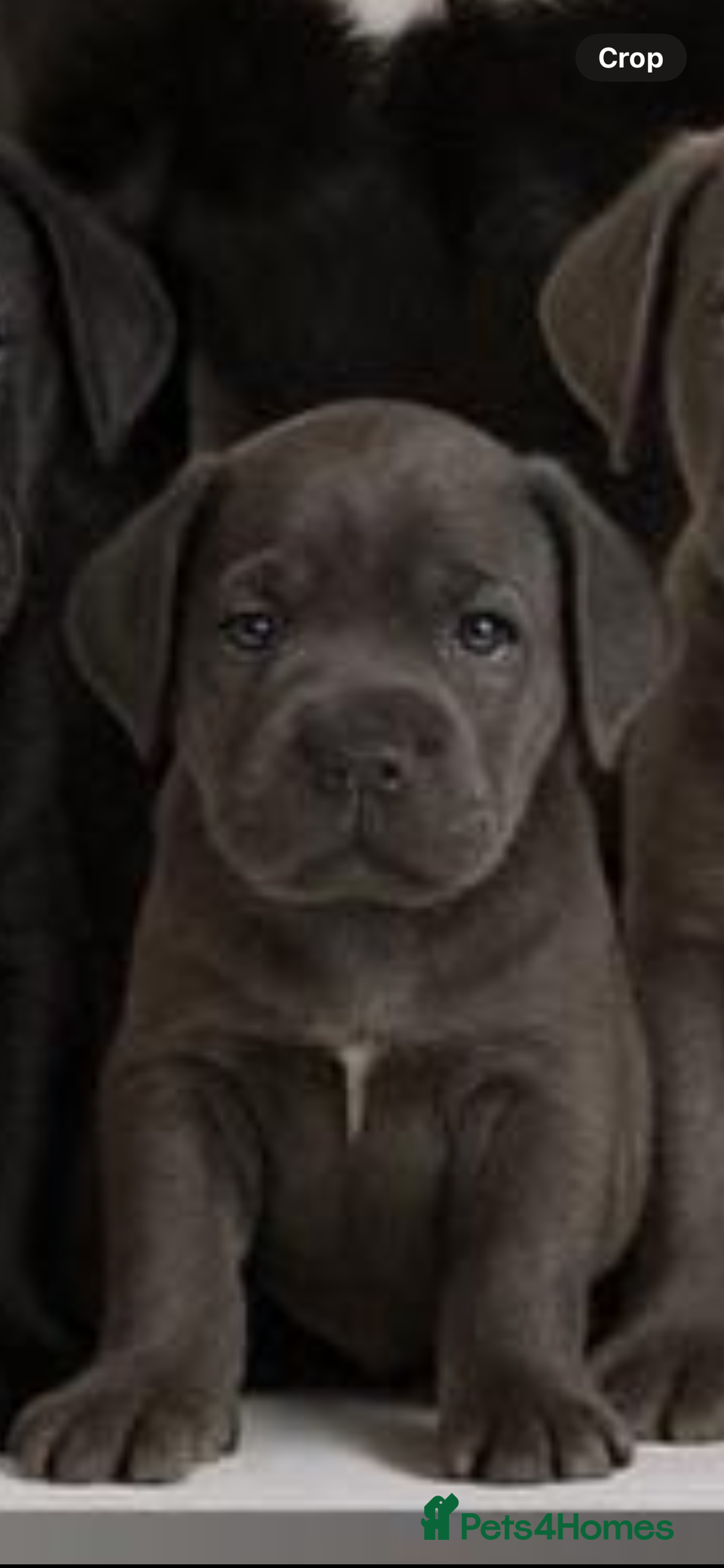 Cane Corso dogs for sale: Full pedigree cane corso - Advert 10