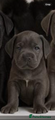 Cane Corso Puppy 5