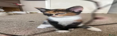 Mixed Breed Kitten 4 (Nova) 