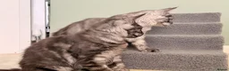 Maine Coon cats for sale: ONLY 3 TICA REG GIRLS LEFT FROM LICENSED BREEDERS - Advert 12