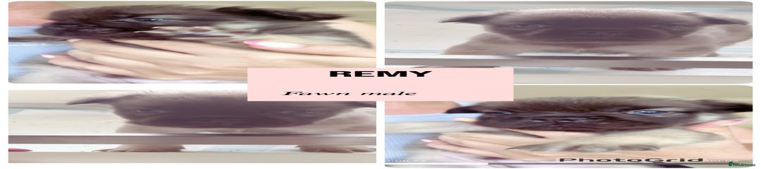 Fawn boy remy 