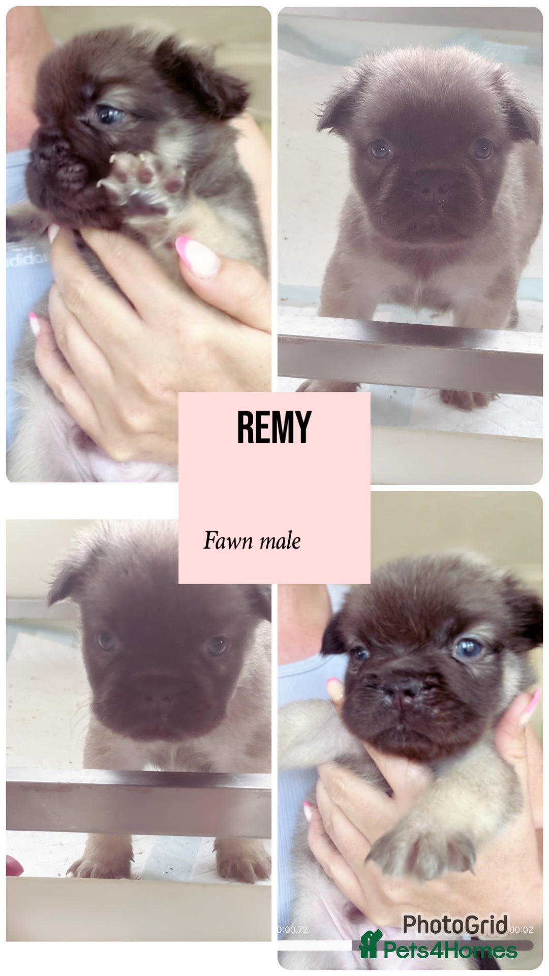 French Bulldog dogs for sale: Champion line fluffy kc French bulldog top quality - Image 7