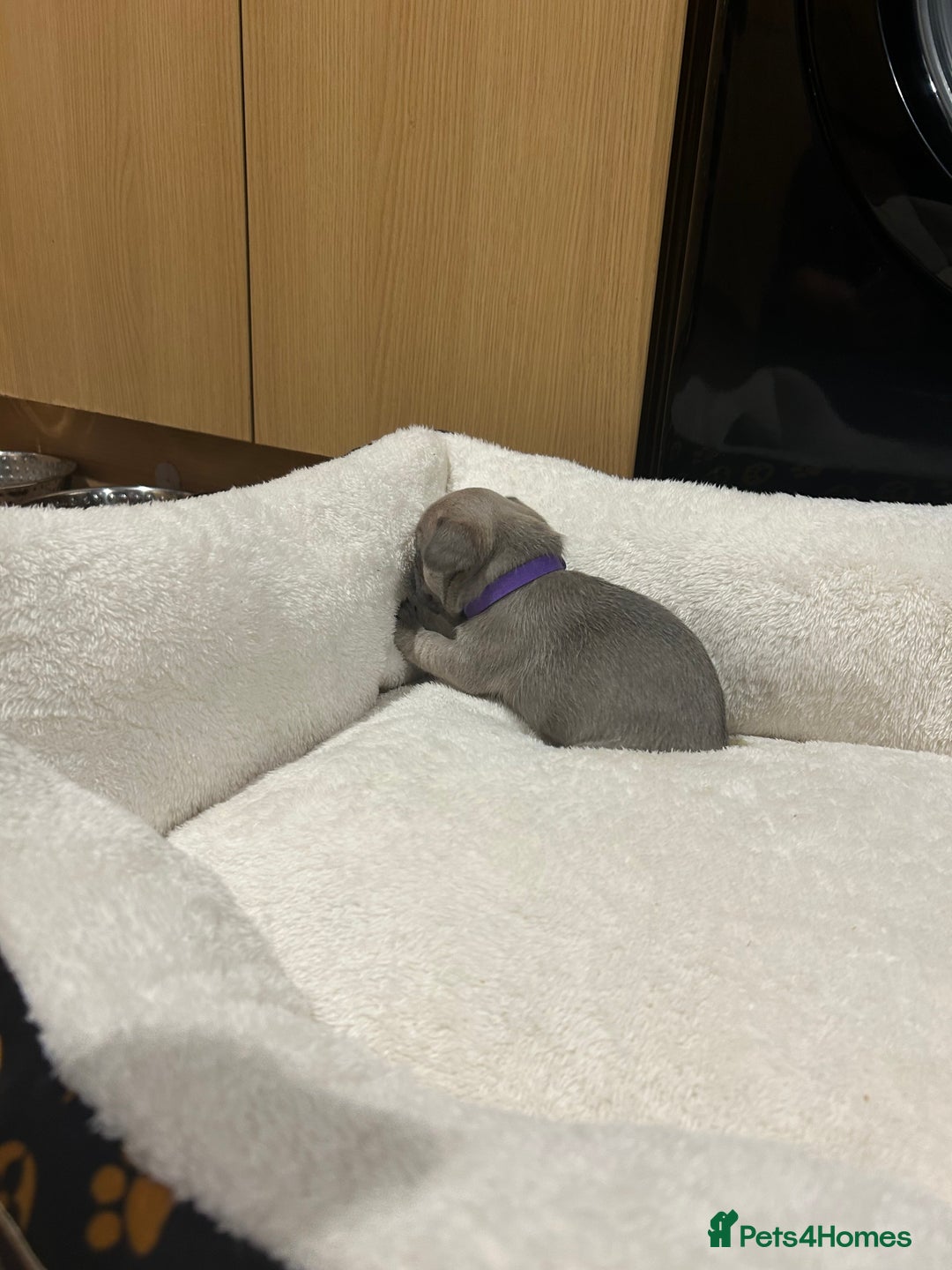 French Bulldog dogs for sale: 5⭐️ french bulldog pups 🐾 - Image 15