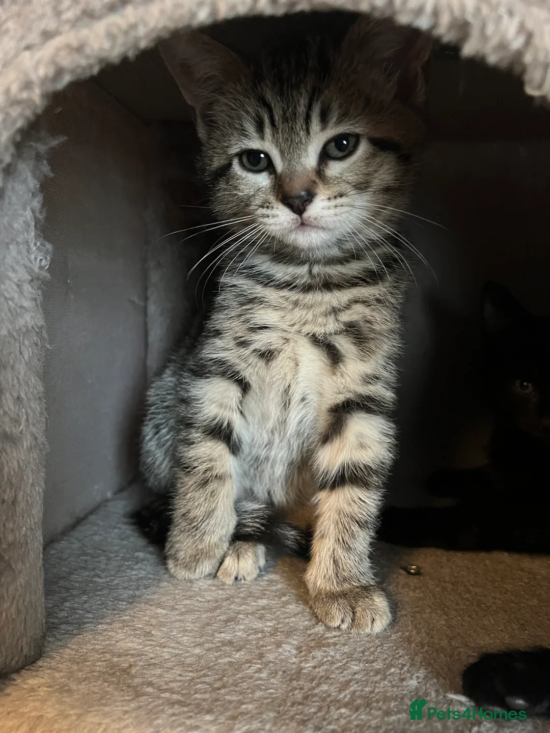 Mixed Breed cats for sale: Mixed Kittens - Advert 10