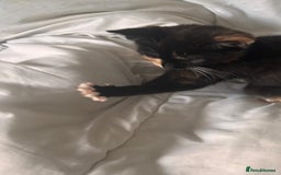 Mixed Breed cats for sale: Delightful mix-breed Siamese-black calico-kittens - Image 14