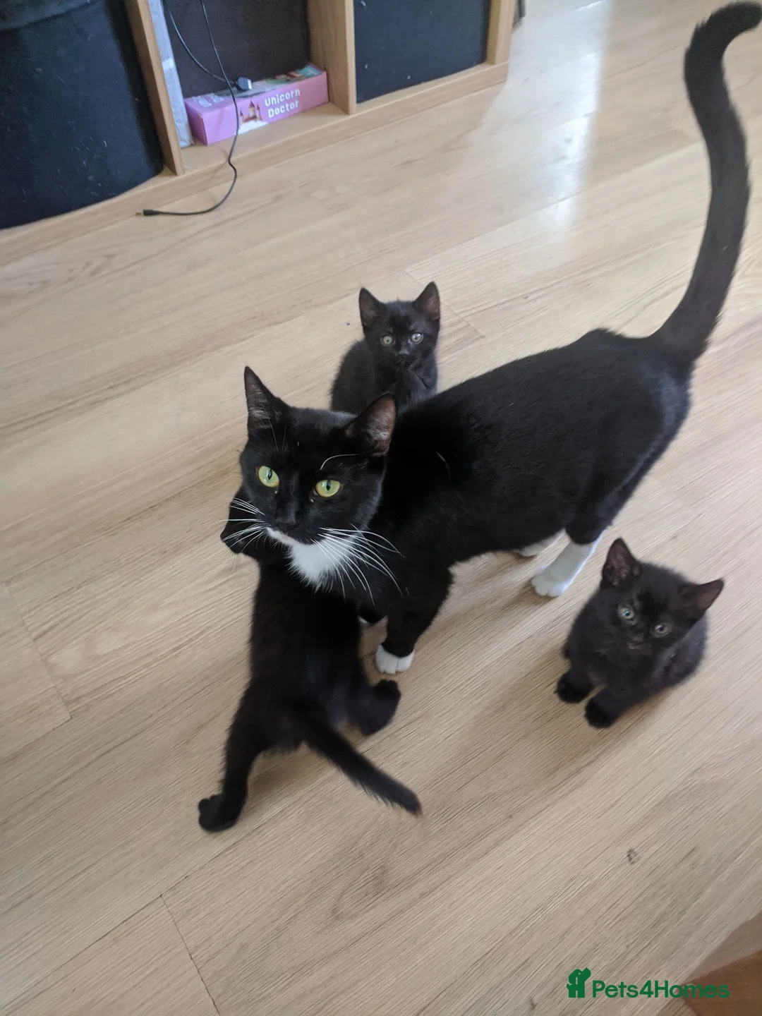 Mixed Breed cats for sale: 4 black and tuxedo kittens for sale - Advert 11