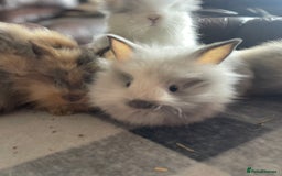 English Lop rabbits for sale: Beauitful Double Mane lop and dwarf double mane in Spalding - Image 8