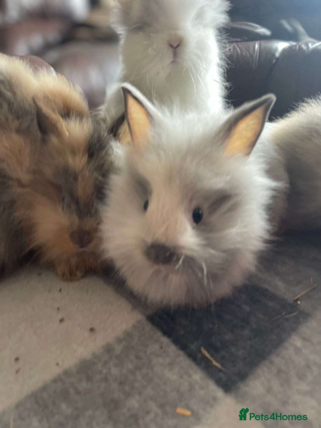 English Lop rabbits for sale: Beauitful Double Mane lop and dwarf double mane in Spalding - Image 8
