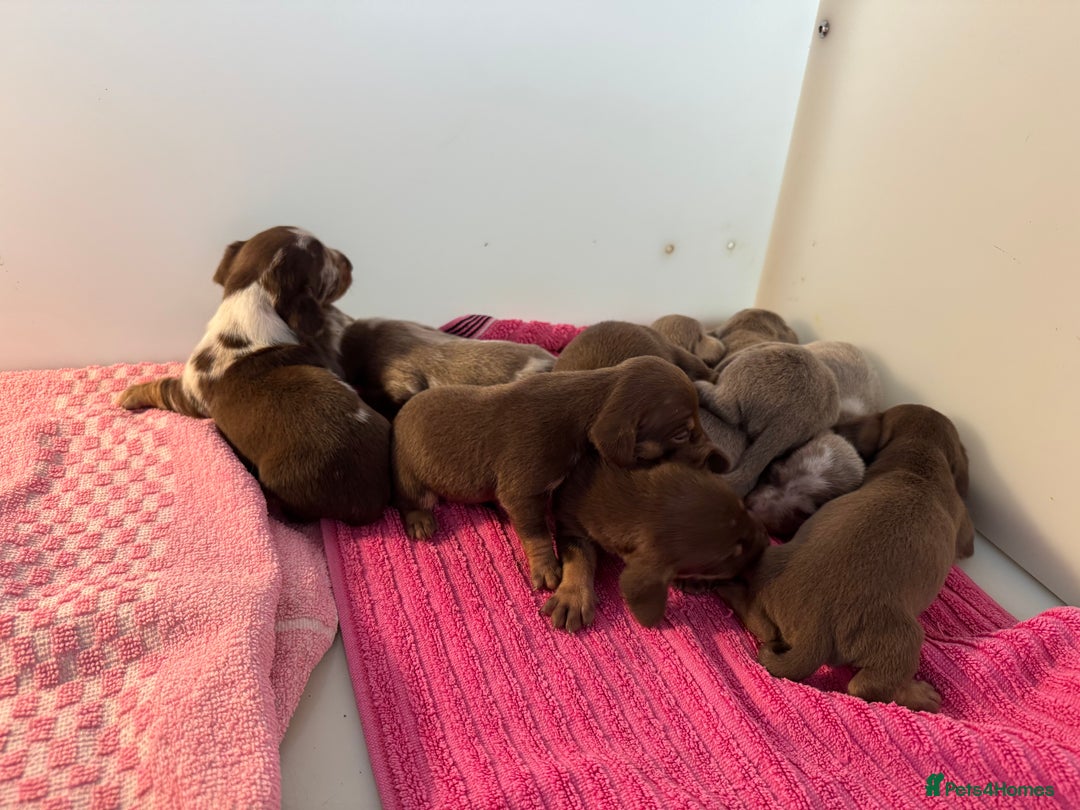 Miniature Dachshund dogs for sale: Miniature dachshunds  - Image 6