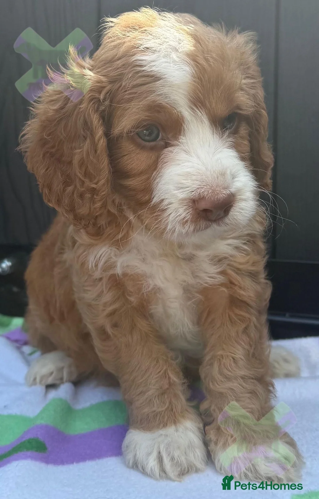 Cockapoo dogs for sale: F1 mini cockapoos 30 dna health tested clr - Advert 6