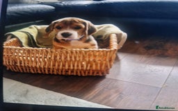 Beagle dogs for sale: (5th gen) pure pedigree beagle puppy - Image 4