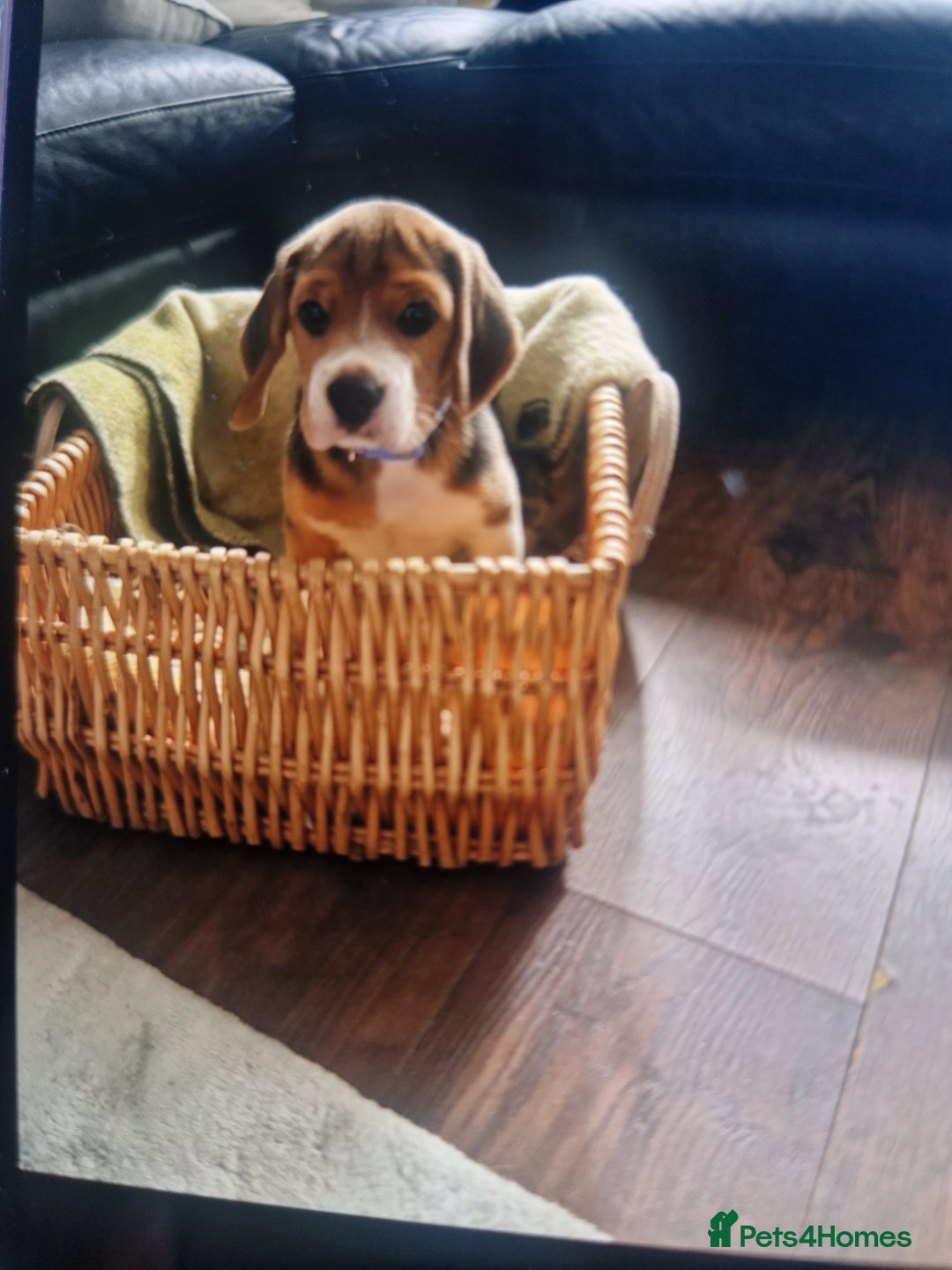Beagle dogs for sale: (5th gen) pure pedigree beagle puppy - Image 4