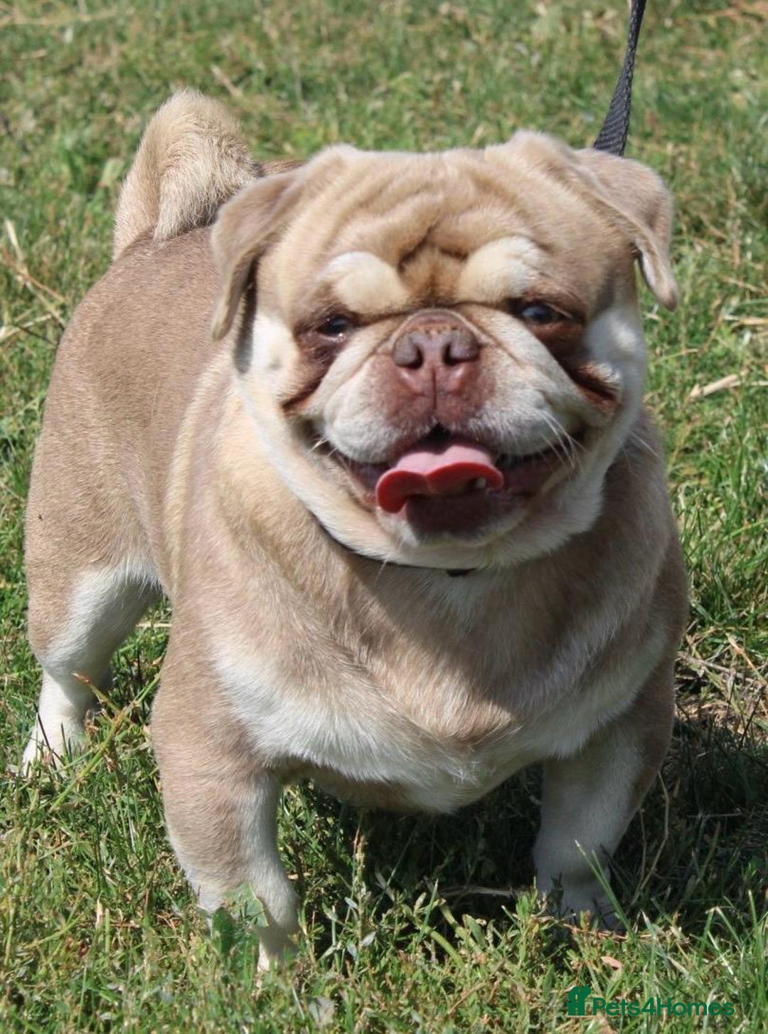 Pug dogs for sale: beautiful rare colour pug puppies - Advert 18