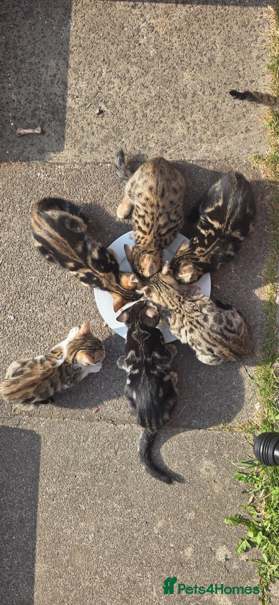 Bengal cats Beautiful Purebred Bengal Kittens Ready now😺 - Advert 14