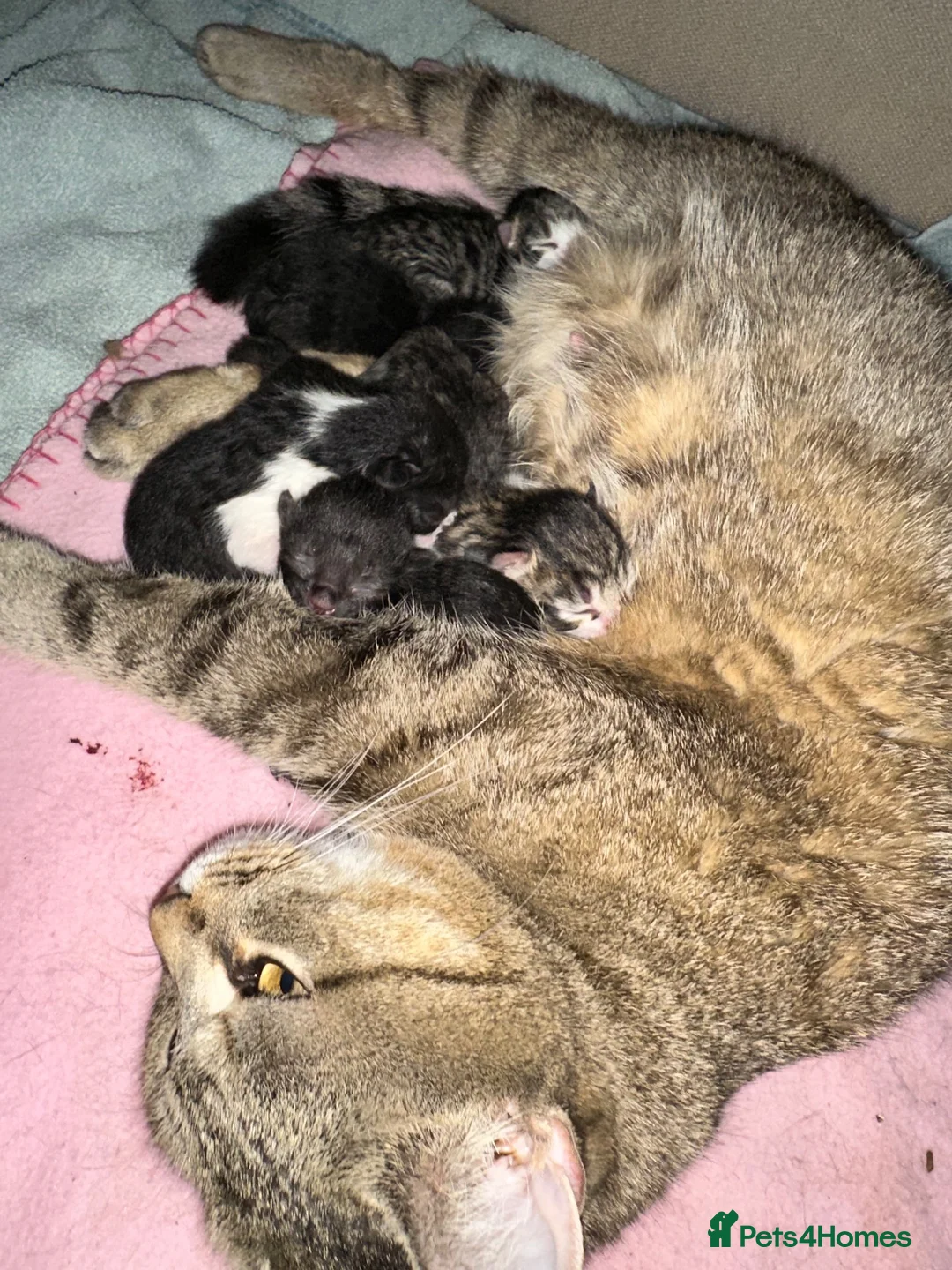 Mixed Breed cats for sale: Adorable kittens looking for their forever homes - Advert 1