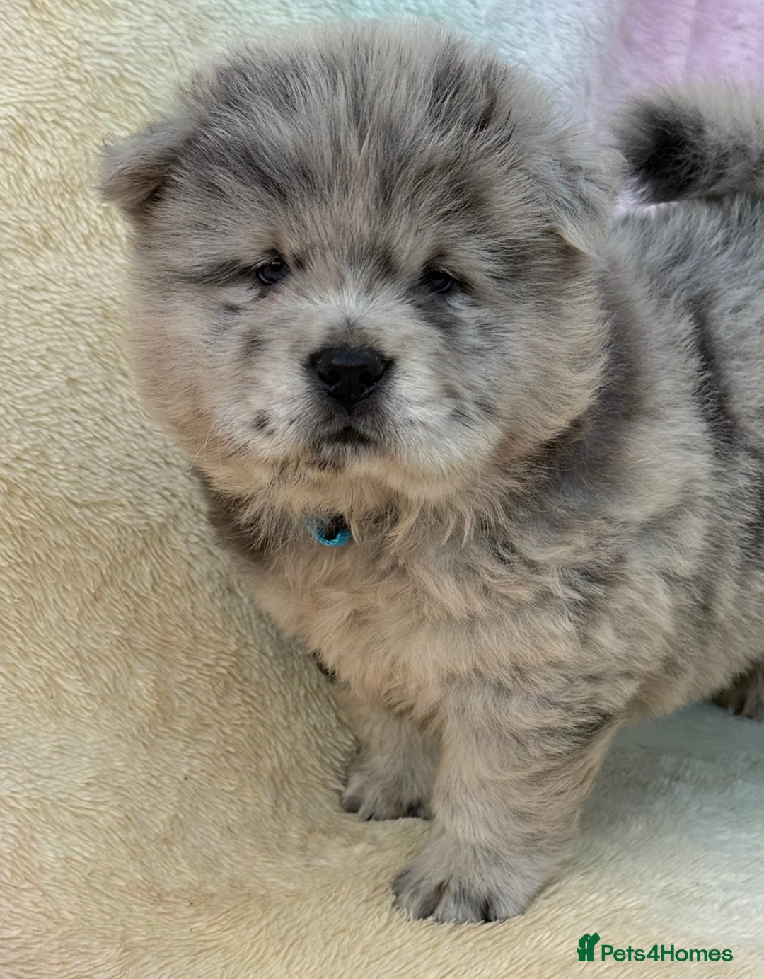 Chow Chow dogs for sale: American Blood Line Chow Chow Puppies  - Advert 3