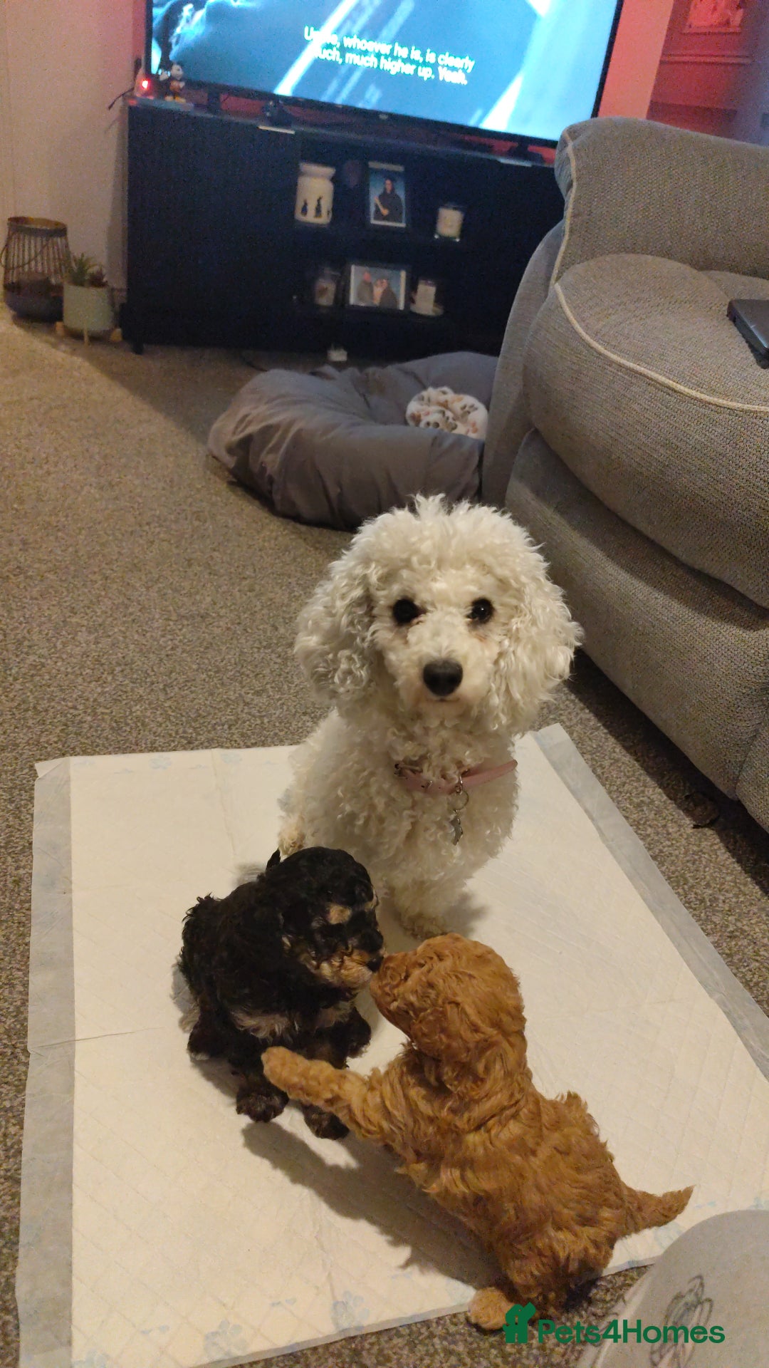 Toy Poodle dogs for sale: Two beautiful boy toy poodles - Advert 10