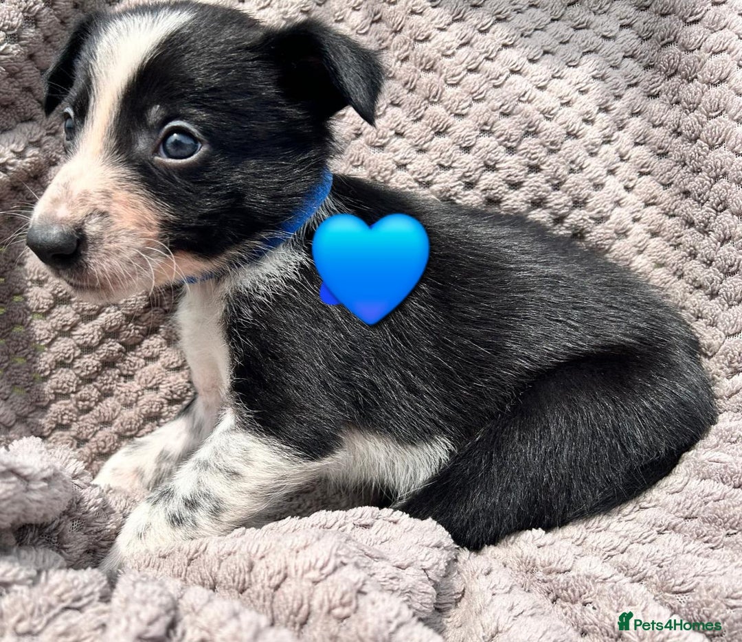 Border Collie dogs for sale: Border Collie Puppies for sale - Image 4