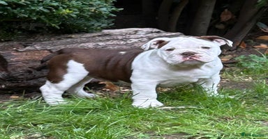 English Bulldog dogs - Advert 11