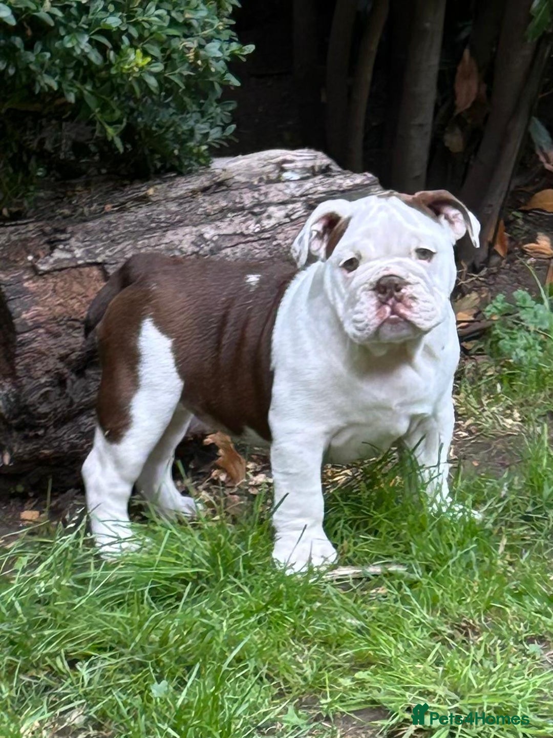 English Bulldog dogs for sale: Here come the Girls - Image 2