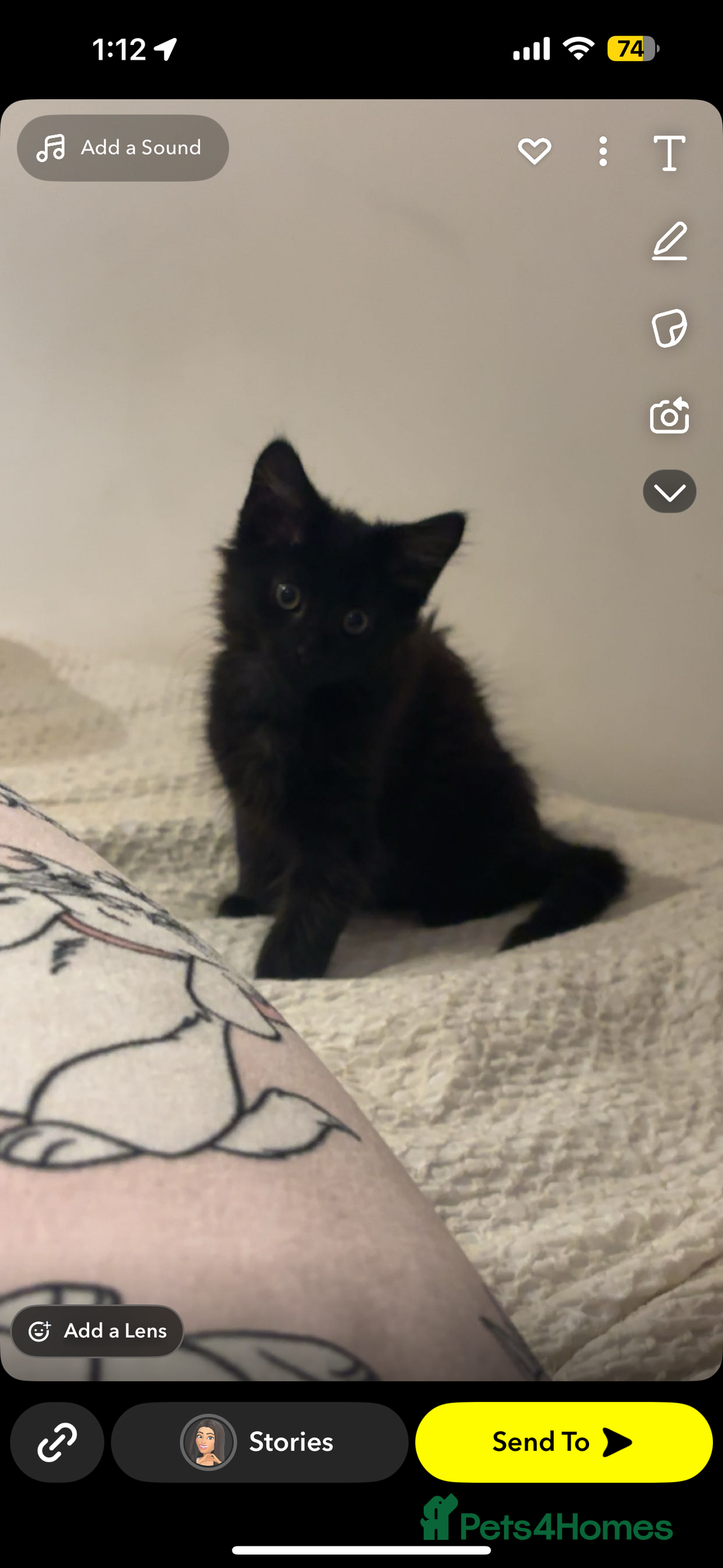Maine Coon cats for sale: Our beautiful Enzo - Image 5