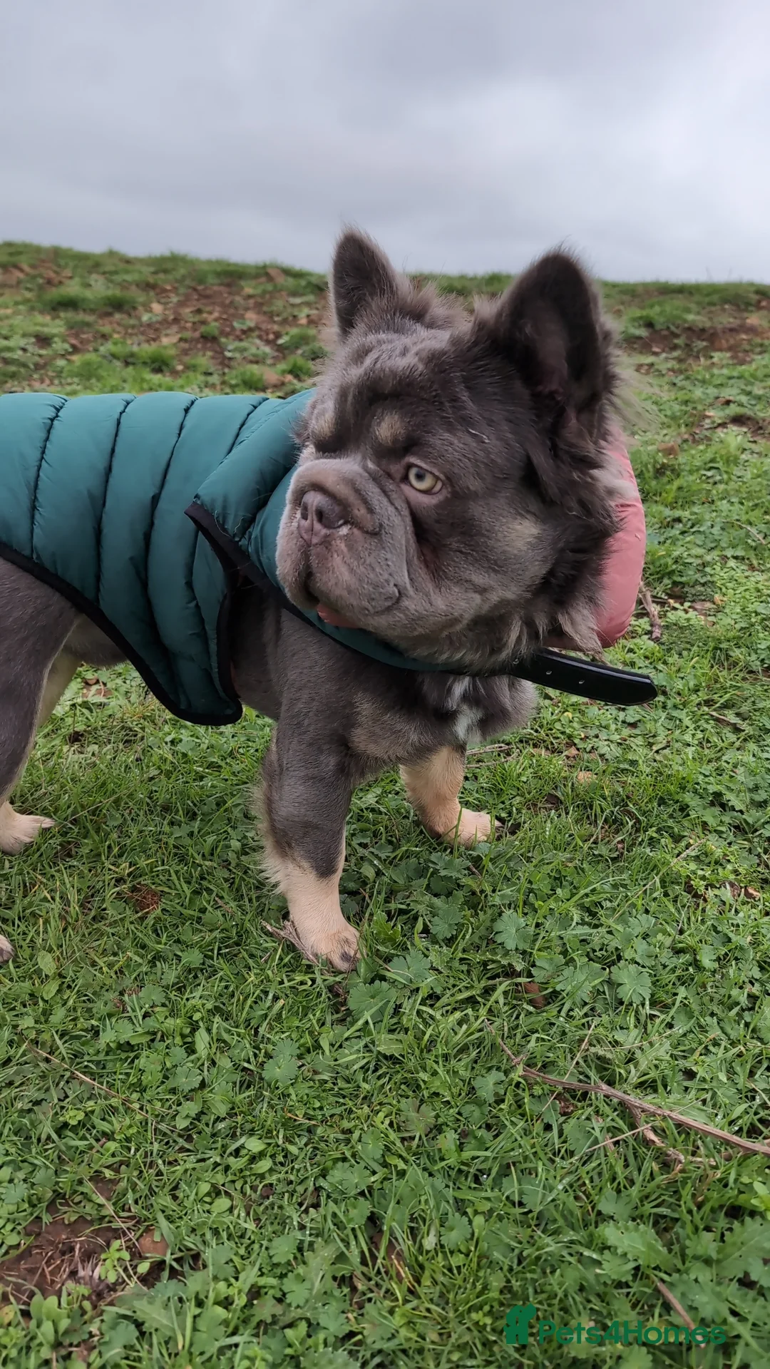French Bulldog dogs for stud: Fluffy  **  frenchie available for stud - Advert 3