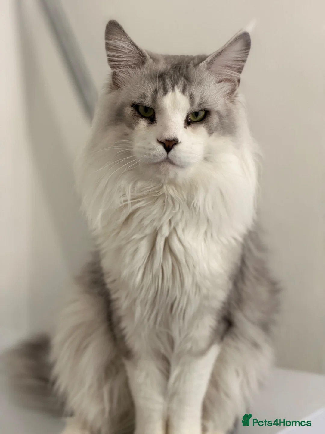 Maine Coon cats for sale: Rare and Unique Active Registered Maine Coon - Advert 2