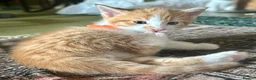 Mixed Breed cats for sale: Tabitha has had a joyful litter of 7 beauties! - Advert 12