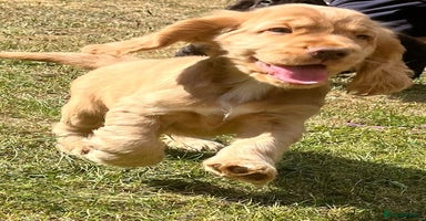 Cocker Spaniel dogs - Advert 14